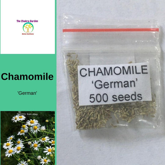 Chamomile 'German' Herbs- Edible Flowers-Solar Plexus- 500 SEEDS The Chakra Garden