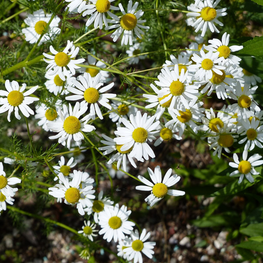 Chamomile 'German' Herbs- Edible Flowers-Solar Plexus- 500 SEEDS