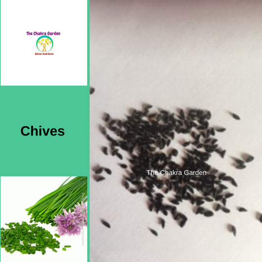 Chives-200 seeds-HERBS-Ajna Chakra The Chakra Garden