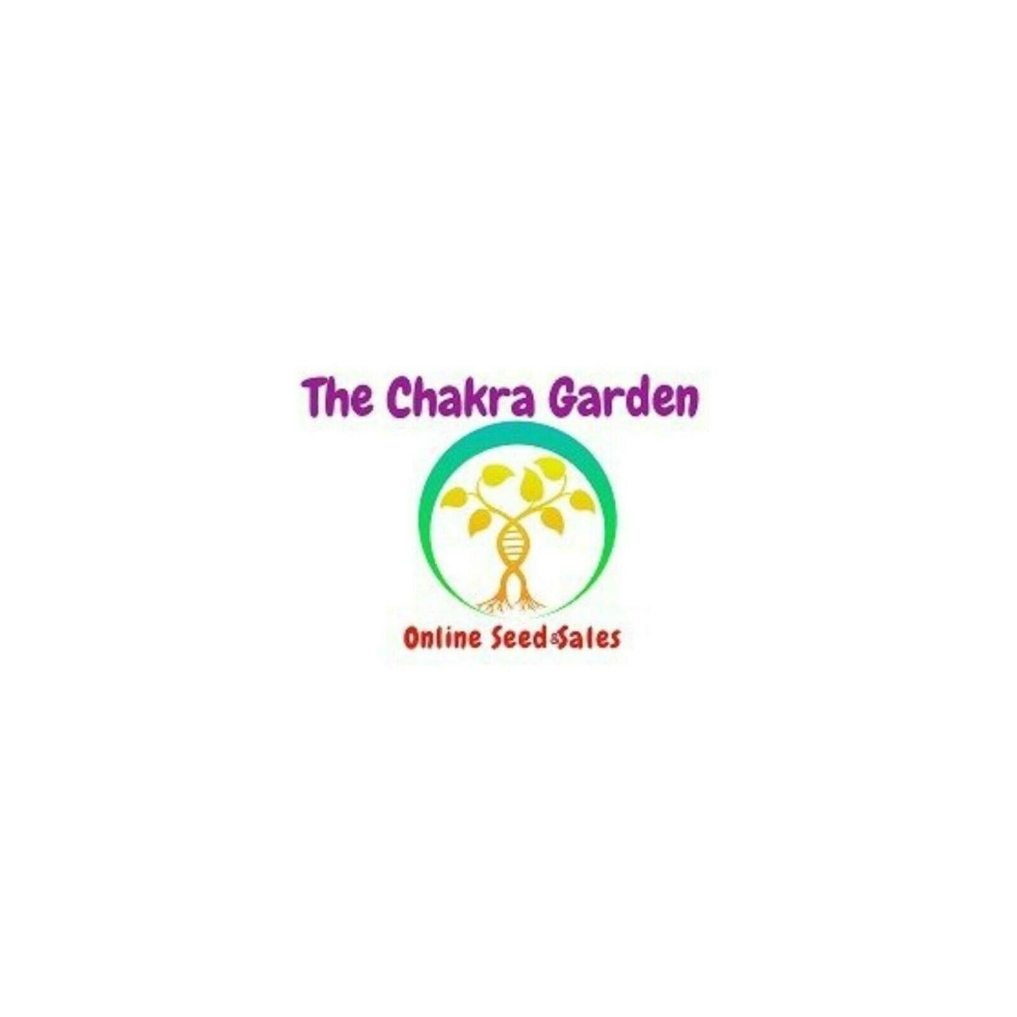 Coriander (Cilantro) 'Slow Bolting' - Vegetable - Sacral Chakra - 50 Seeds The Chakra Garden