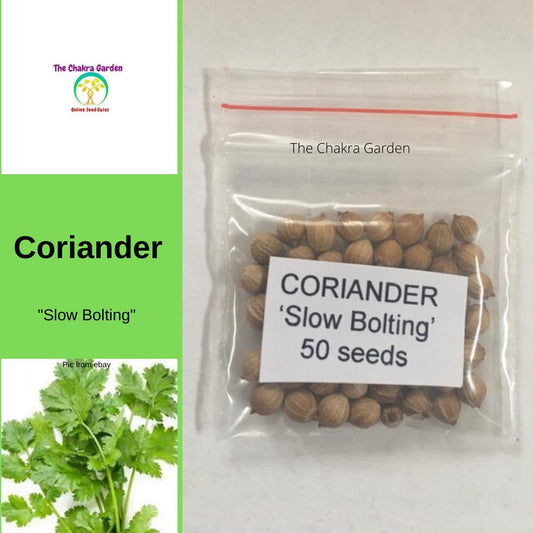 Coriander (Cilantro) 'Slow Bolting' - Vegetable - Sacral Chakra - 50 Seeds The Chakra Garden