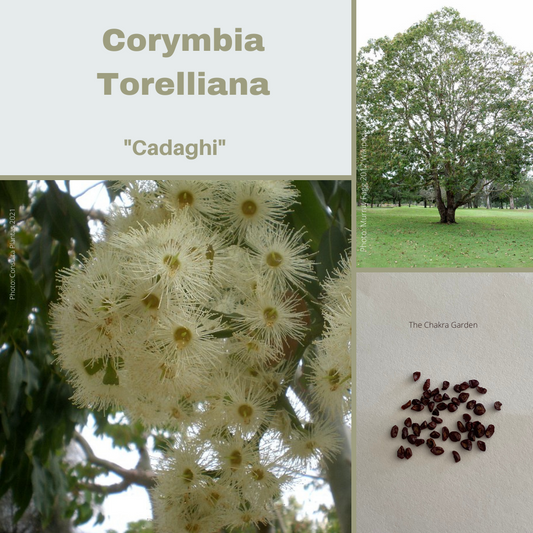 Corymbia Torelliana 'Cadaghi'-TREE-seeds The Chakra Garden