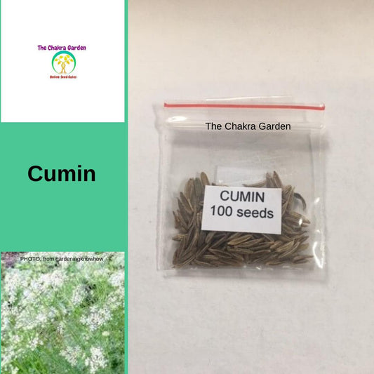 Cumin - HERBS - Solar Plexus Chakra - 100 Seeds The Chakra Garden