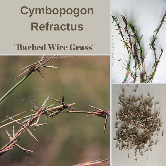 Cymbopogon refractus 'Barbed Wire Grass'-seeds The Chakra Garden