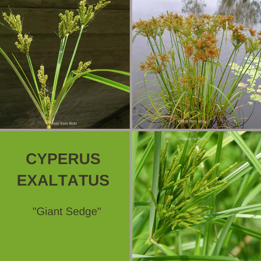 Cyperus Exaltatus-'Giant Sedge'-AQUATICS-1000+ seeds The Chakra Garden