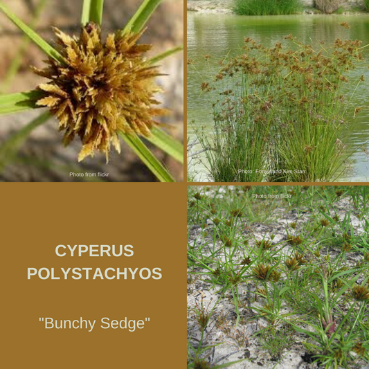 Cyperus Polystachyos 'Bunchy Sedge'- AQUATIC-seeds The Chakra Garden