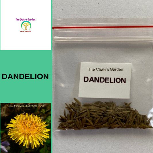 Dandelion Seeds-EDIBLES-100 seeds-Solar Plexus Chakra The Chakra Garden