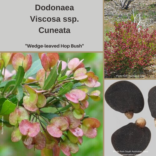 Dodonaea Viscosa ssp Cuneata-'Wedge-Leaved Hop Bush'-seeds The Chakra Garden