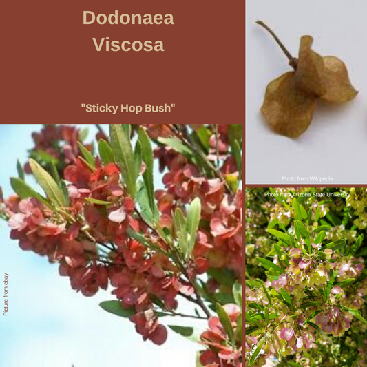 Dodonaea Viscosa ssp Viscosa-'Sticky Hop Bush'-25 seeds The Chakra Garden