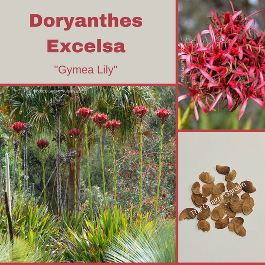 Doryanthes Excelsa 'Gymea lily'-FLOWER-25 seeds The Chakra Garden