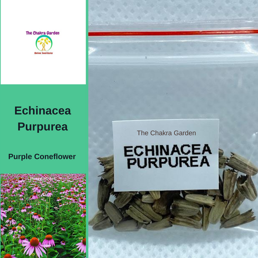Echinacea Purpurea 'Purple Coneflower'-FLOWER-50 seeds-Ajna Chakra The Chakra Garden