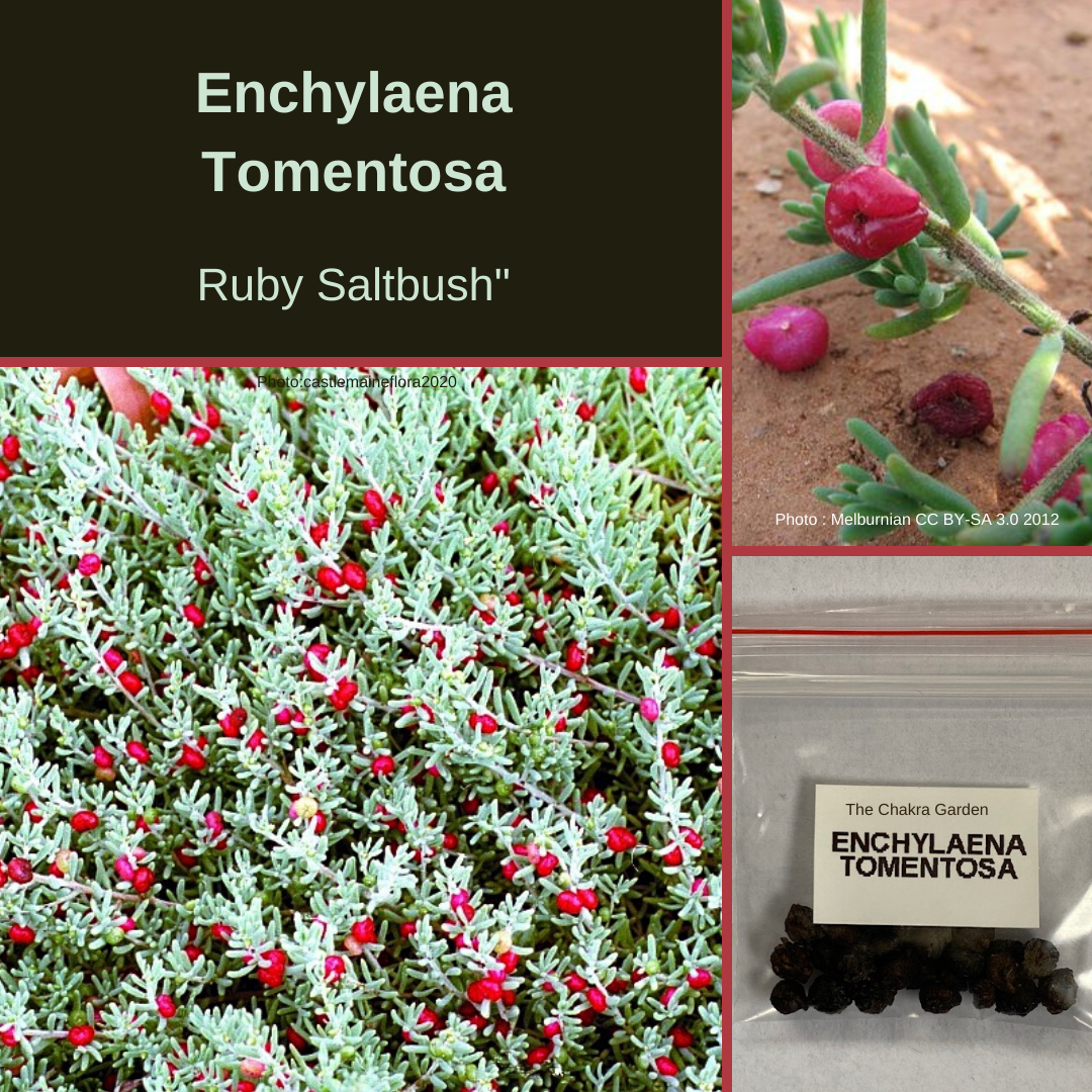 Enchylaena Tomentosa-Ruby Saltbush-BUSH TUCKA-25 seeds The Chakra Garden