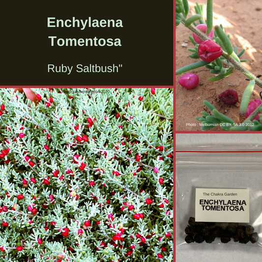 Enchylaena Tomentosa-Ruby Saltbush-BUSH TUCKA-25 seeds The Chakra Garden