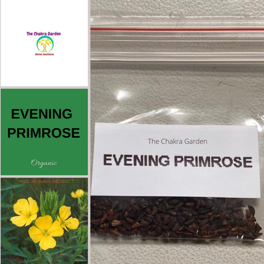 Evening Primrose-FLOWER-Therapeutic and Herbal-ORGANIC-Solar Plexus Chakra-200 seeds The Chakra Garden