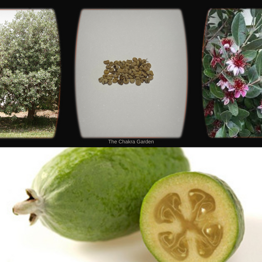 Feijoa Sellowiana (Pineapple Guava)-EDIBLES-25 Seeds The Chakra Garden