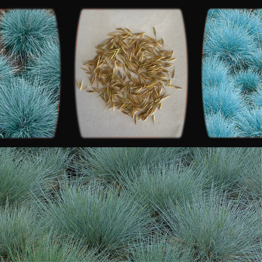 Festuca Glauca 'Blue Fescue'-OTHER-seeds The Chakra Garden
