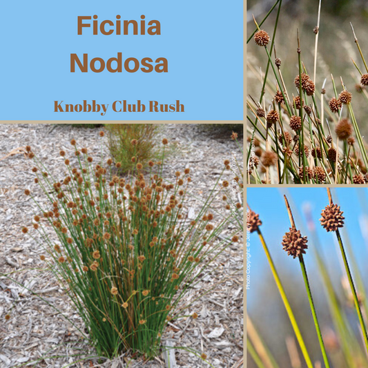 Ficinia Nodosa-''Knobby Club Rush'-Seeds AND Husk The Chakra Garden