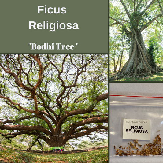 Ficus Religiosa-'Sacred Fig' “Asvattha”-TREE-50 seeds The Chakra Garden
