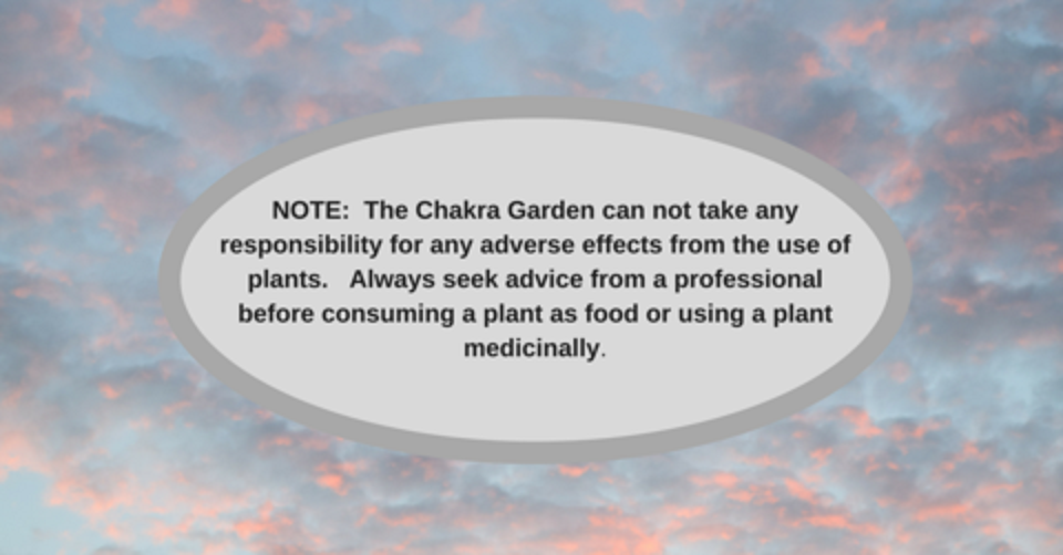 Gahnia Aspera Seeds The Chakra Garden