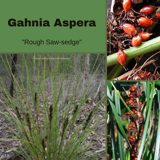 Gahnia Aspera Seeds The Chakra Garden