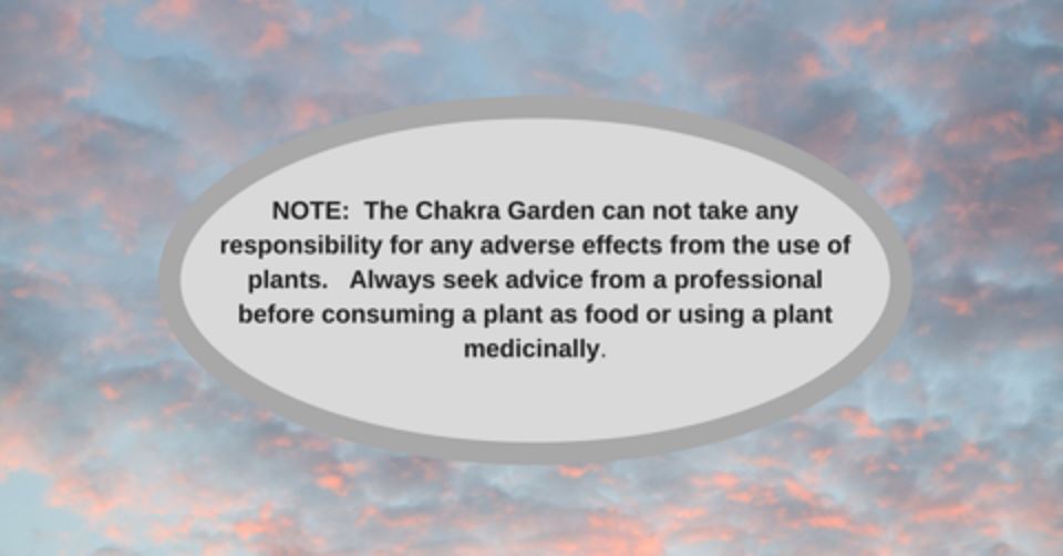 Hibbertia Scandens - 25 seeds The Chakra Garden