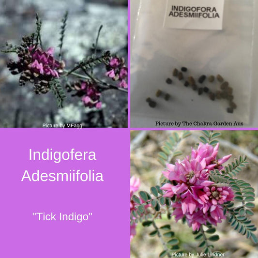 Indigofera Adesmiifolia (Tick Indigo) Seeds The Chakra Garden
