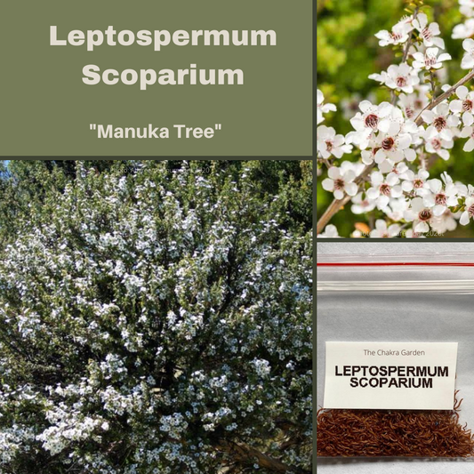 Leptospermum Scoparium 'Manuka Myrtle'-BUSH TUCKA-seeds The Chakra Garden