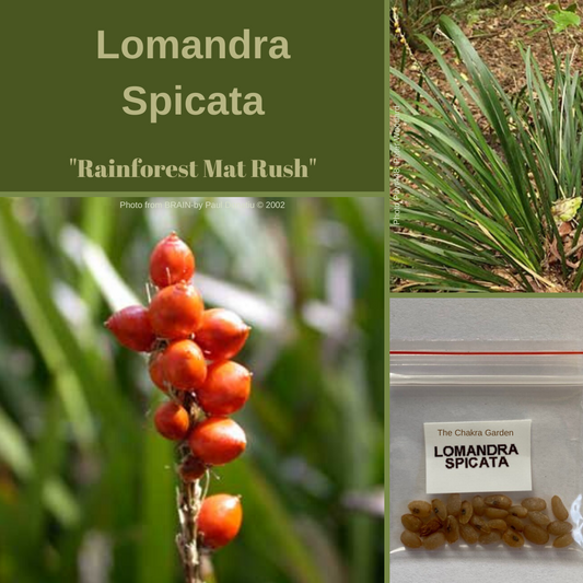 Lomandra Spicata-'Rainforest Mat Rush' EDIBLES-25 seeds The Chakra Garden