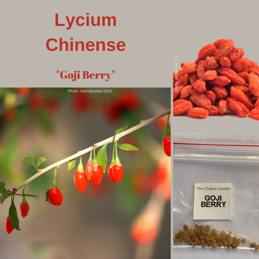 Lycium Chinense-'Goji Berry'-EDIBLE-50 seeds The Chakra Garden