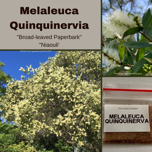 Melaleuca Quinquinervia-'Broad-leaved Paperbark' 'Niaouli'-Therapeutic and Herbal-seeds The Chakra Garden