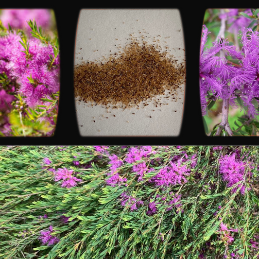Melaleuca Thymifolia- 'Thyme Honey-Myrtle'-seeds The Chakra Garden