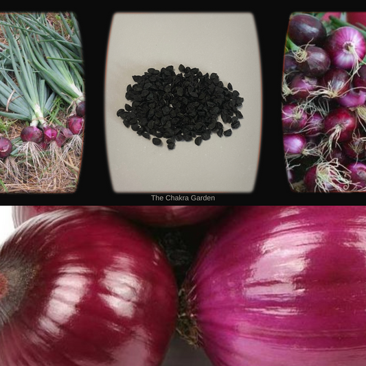 Onion ‘Red Burgundy’-'Palandu'-Edibles-Vegetable-Crown Chakra-Seeds The Chakra Garden