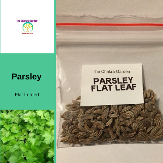 Parsley 'Italian Flat Leaf'-HERBS-200 Seeds-Heart Chakra The Chakra Garden
