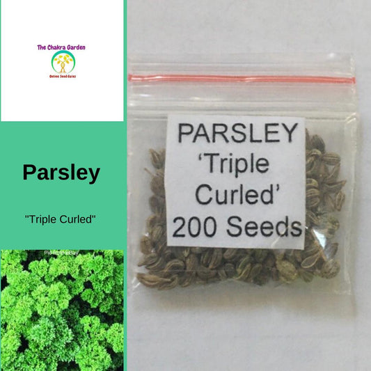 Parsley 'Triple Curled - Herbs-Vegetable Seeds - 200 seeds - Heart Chakra The Chakra Garden