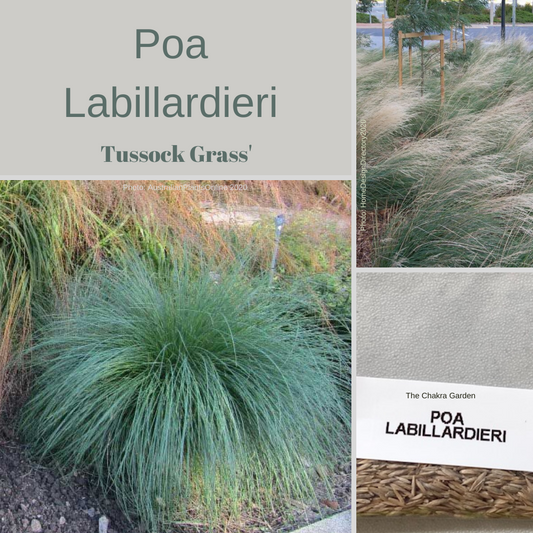 Poa Labillardieri-'Common Tussock Grass'-Ornamental Grass-Seeds The Chakra Garden