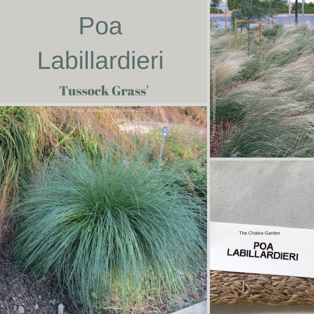 Poa Labillardieri-'Common Tussock Grass'-Ornamental Grass-Seeds The Chakra Garden