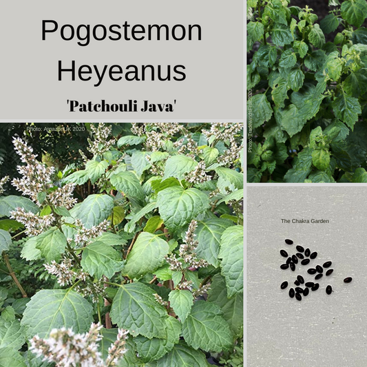 Pogostemon Heyeanus 'Patchouli' -Therapeutic and Herbal-25 seeds The Chakra Garden