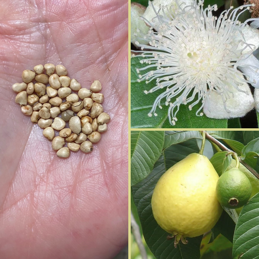 Psidium guajava 'Guava' aka Amruta-phalam-EDIBLES-Base chakra-seeds The Chakra Garden