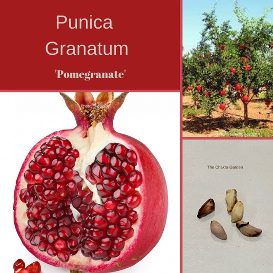 Punica Granatum 'Pomegranite' -Australian-EDIBLES-Base Chakra-5 seeds The Chakra Garden