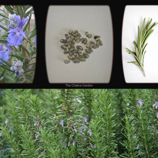 Rosemary-50 Seeds-Herbs-Ajna Chakra The Chakra Garden