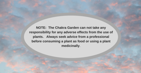 Salvia Apiana "White Sage" - 25 Seeds The Chakra Garden