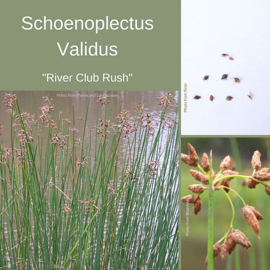 Schoenoplectus Validus-'River Club Rush'- Seeds The Chakra Garden