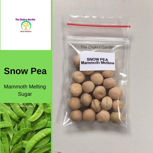 Snow Pea 'Mammoth Melting Sugar’-Edible-Vegetable-Heart Chakra-seeds The Chakra Garden
