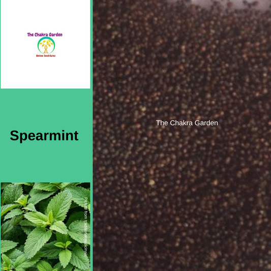 Spearmint-500 seeds-HERBS-Heart Chakra-DISCONTINUED The Chakra Garden