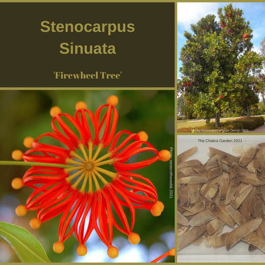 Stenocarpus Sinuatus 'Firewheel Tree'-TREE seeds The Chakra Garden