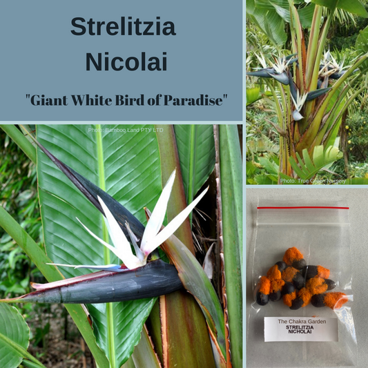 Strelitzia Nicolai 'Giant White Bird of Paradise'-Flowers-seeds The Chakra Garden