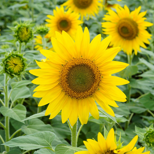Sunflower-Helianthus Annuus-Solar Plexus Chakra-25 seeds