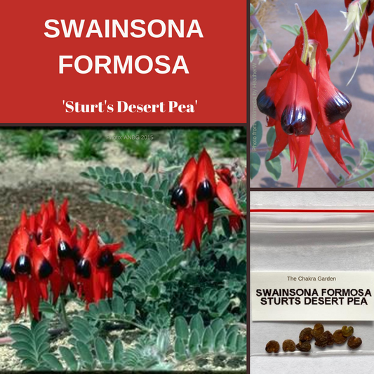 Swainsona Formosa 'Sturt's Desert Pea'-FLOWERS-10 seeds The Chakra Garden