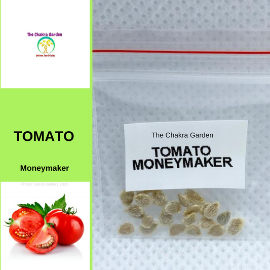 Tomato 'Moneymaker'-EDIBLE-25 seeds-Base Chakra The Chakra Garden