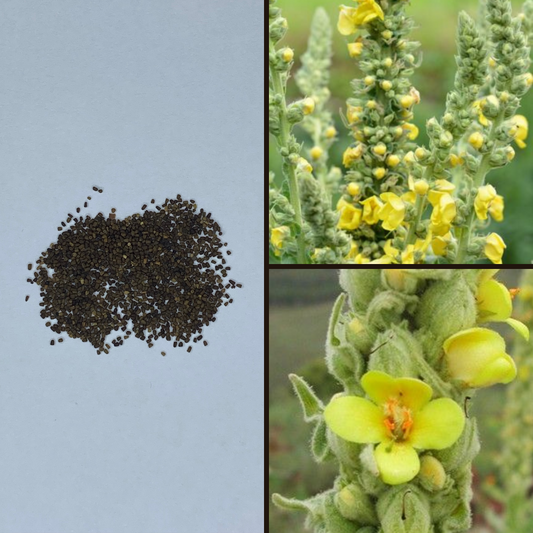 Verbascum Thapsus 'Mullein'-Therapeutic and Herbal-Heart Chakra-seeds The Chakra Garden